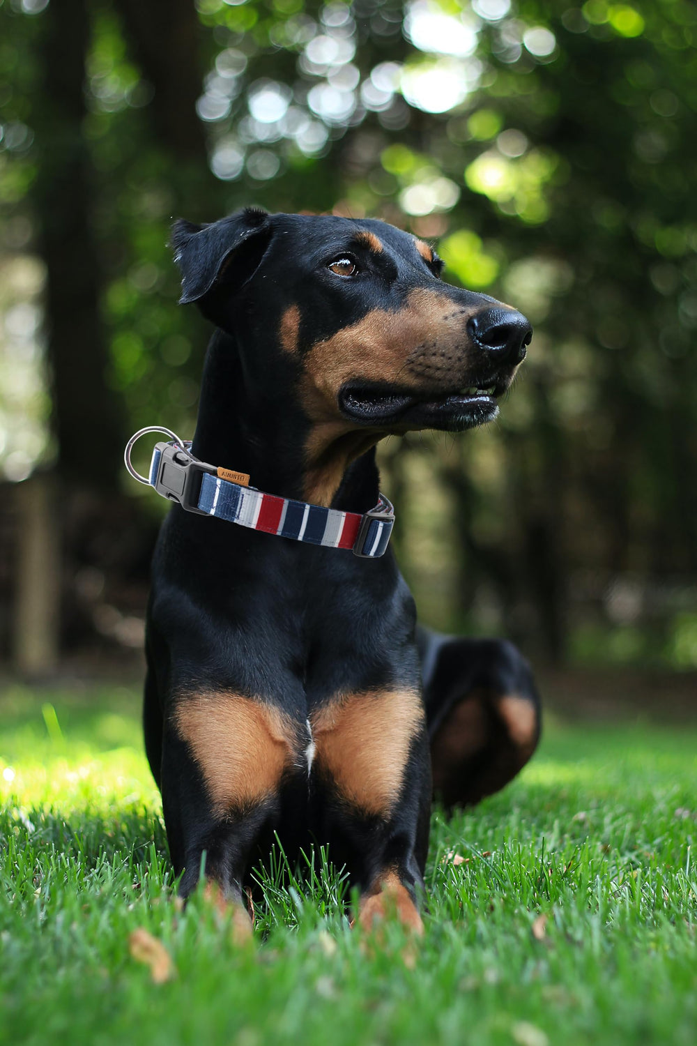 Aiminto neoprene-padded dog collar with quick-release buckle for comfortable, secure use.