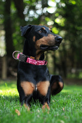 Aiminto dog collar with neoprene padding for cushioned comfort.