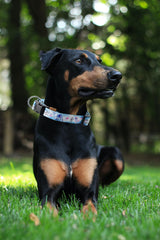 Aiminto collar with neoprene padding offers comfortable wear during long walks.