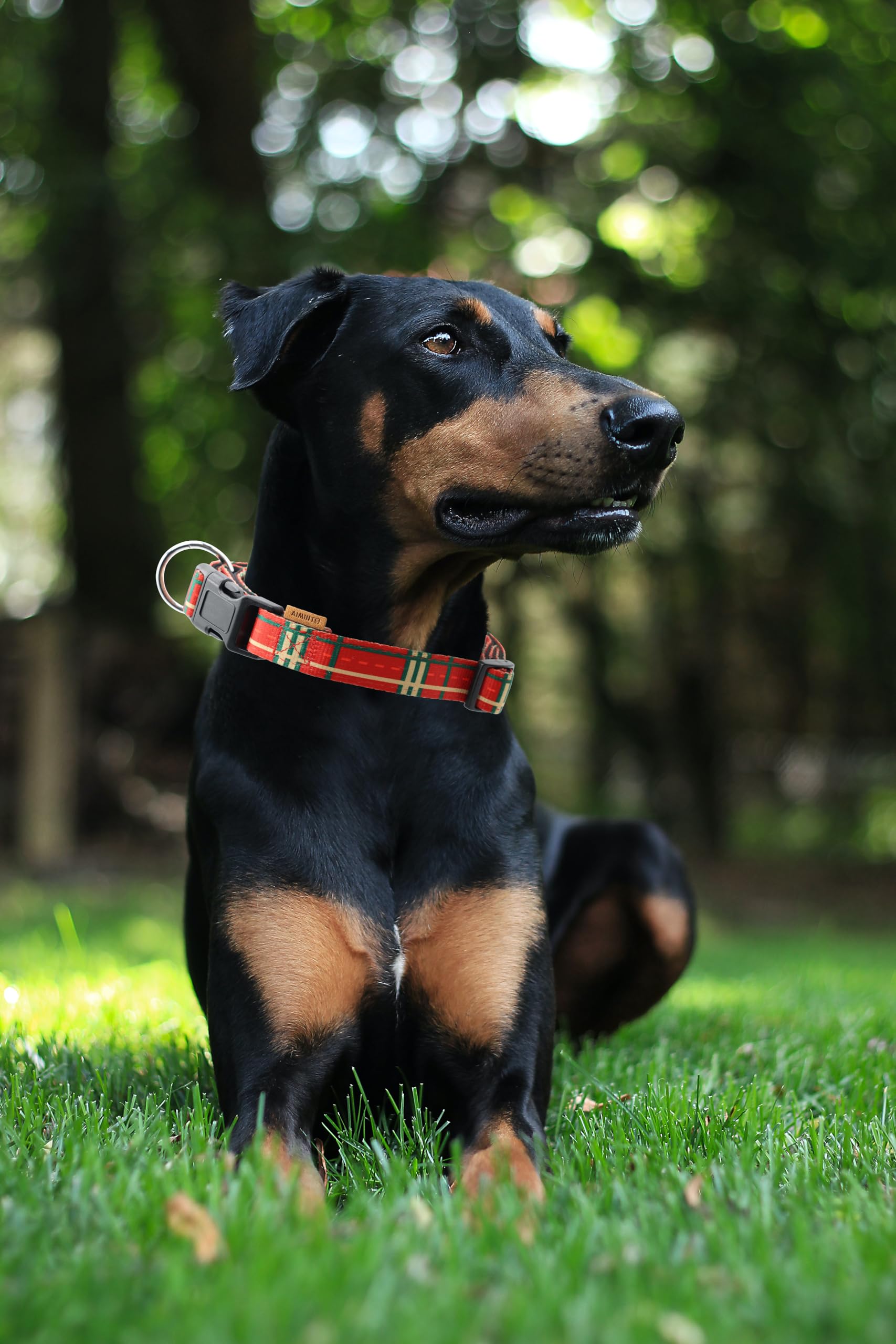 Aiminto dog collar quick release buckle enables fast removal during play