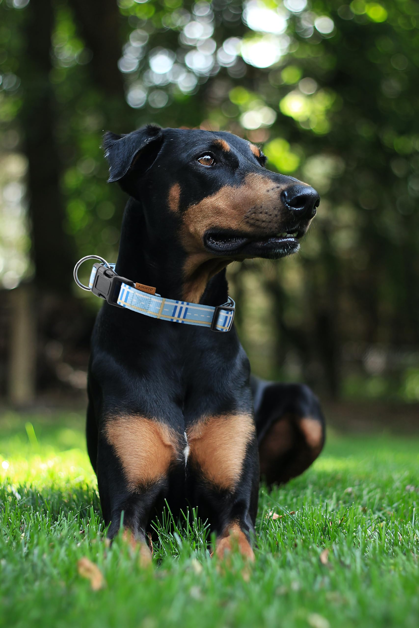 Aiminto Stripe Blue adjustable strap close-up shows custom fit for various breeds.