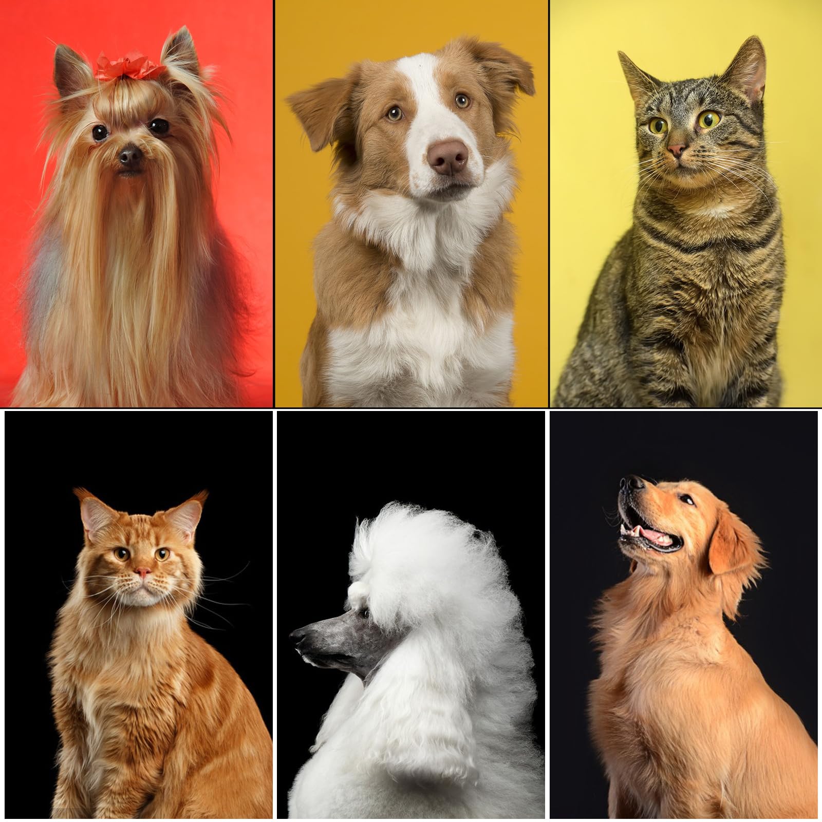 Aiolpy pet grooming tools in use for travel-friendly care.