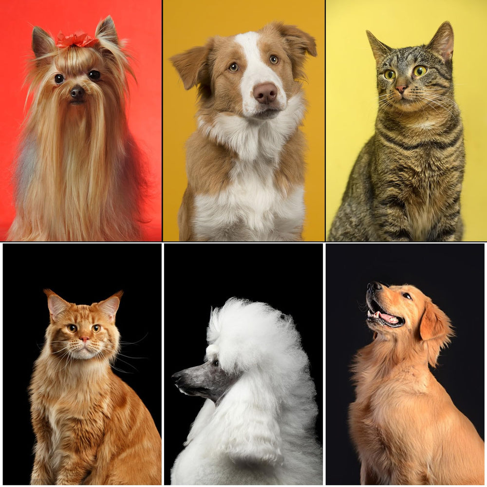 Aiolpy pet grooming tools in use for travel-friendly care.