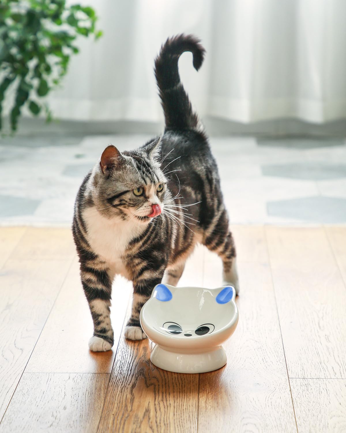 AISBUGUR blue raised bowl ideal for kittens and small dogs at mealtime.