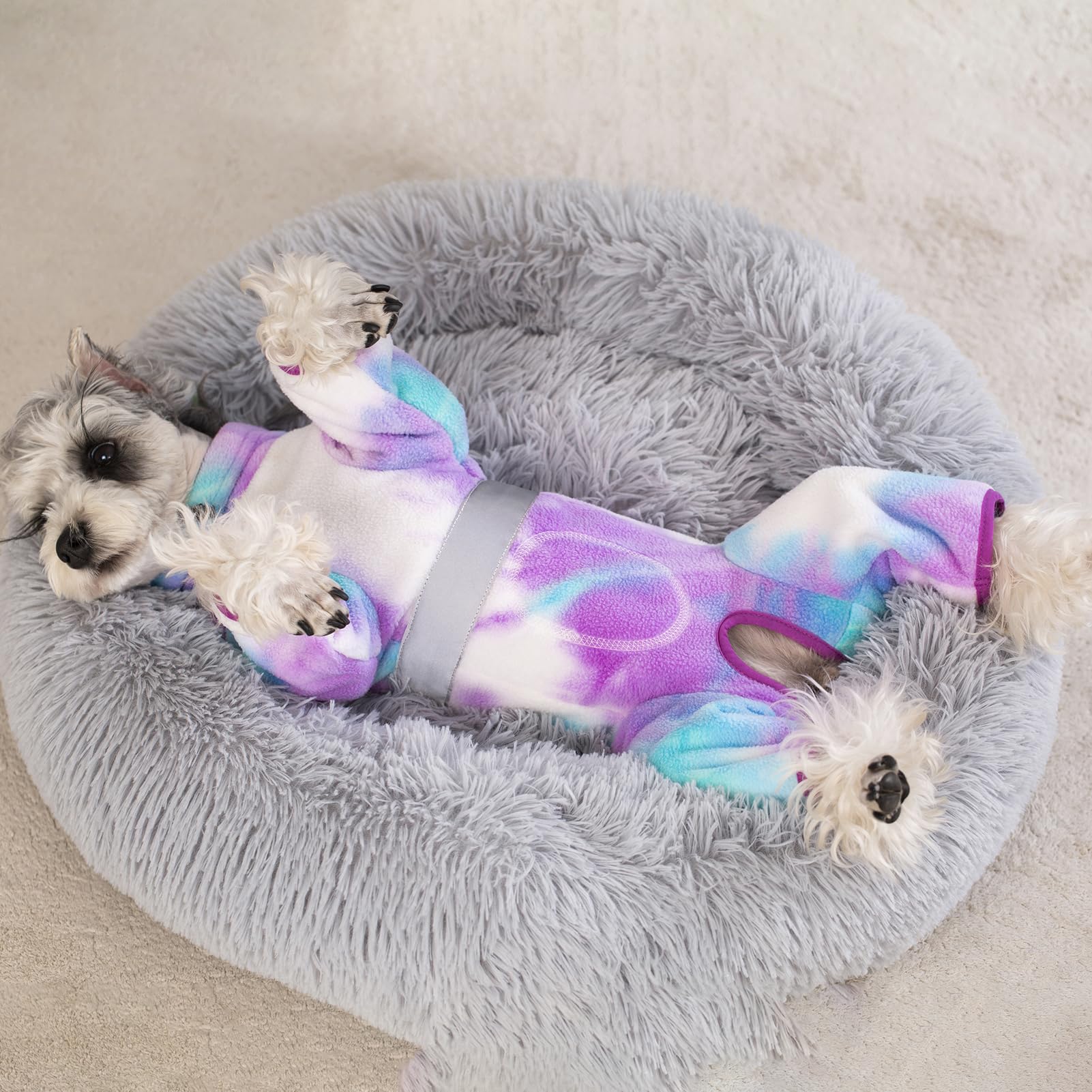 AITOLI coat for photoshoots, ideal for festive or everyday pet pictures.