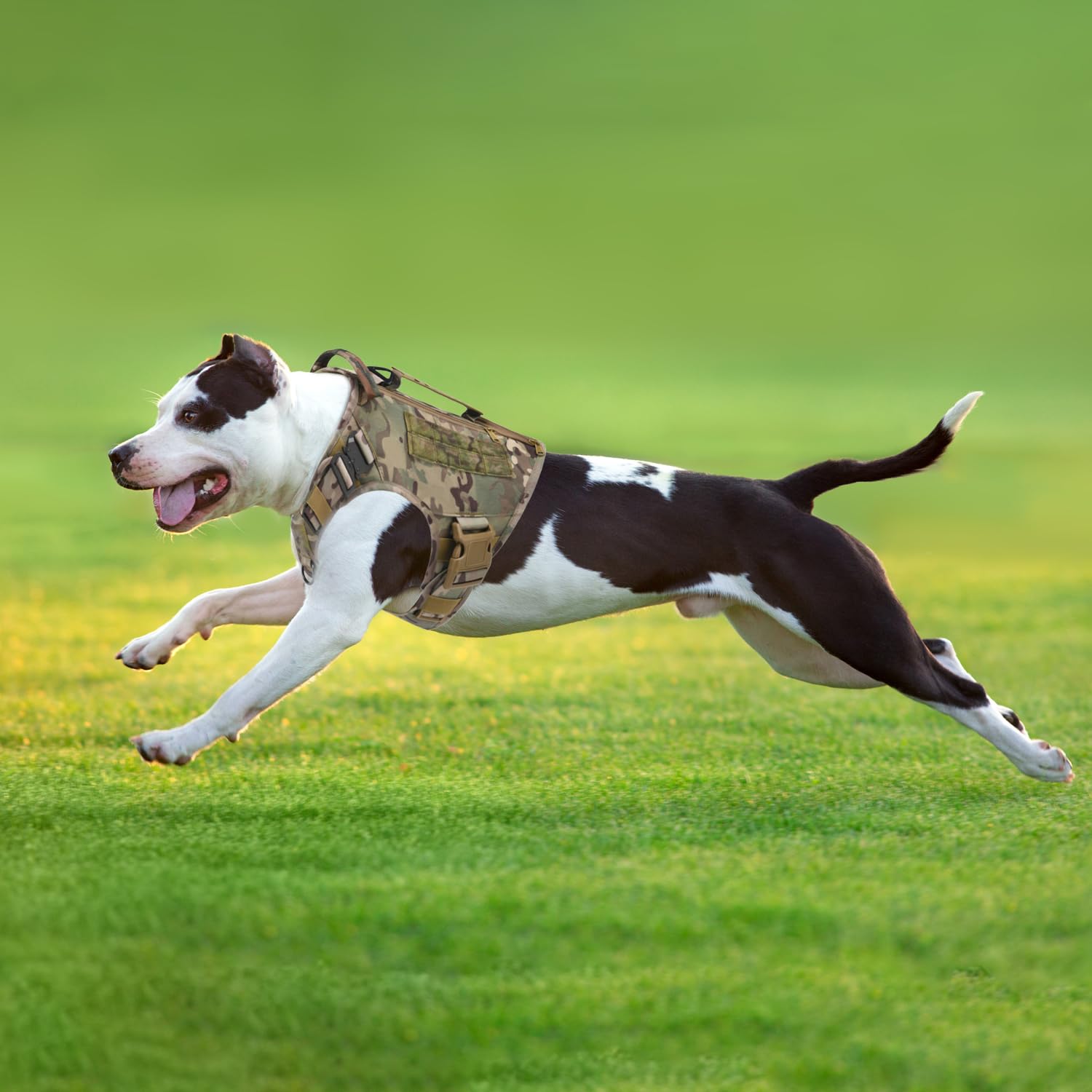 AIWAI size M vest fit with measurement guidance for medium to large breeds.