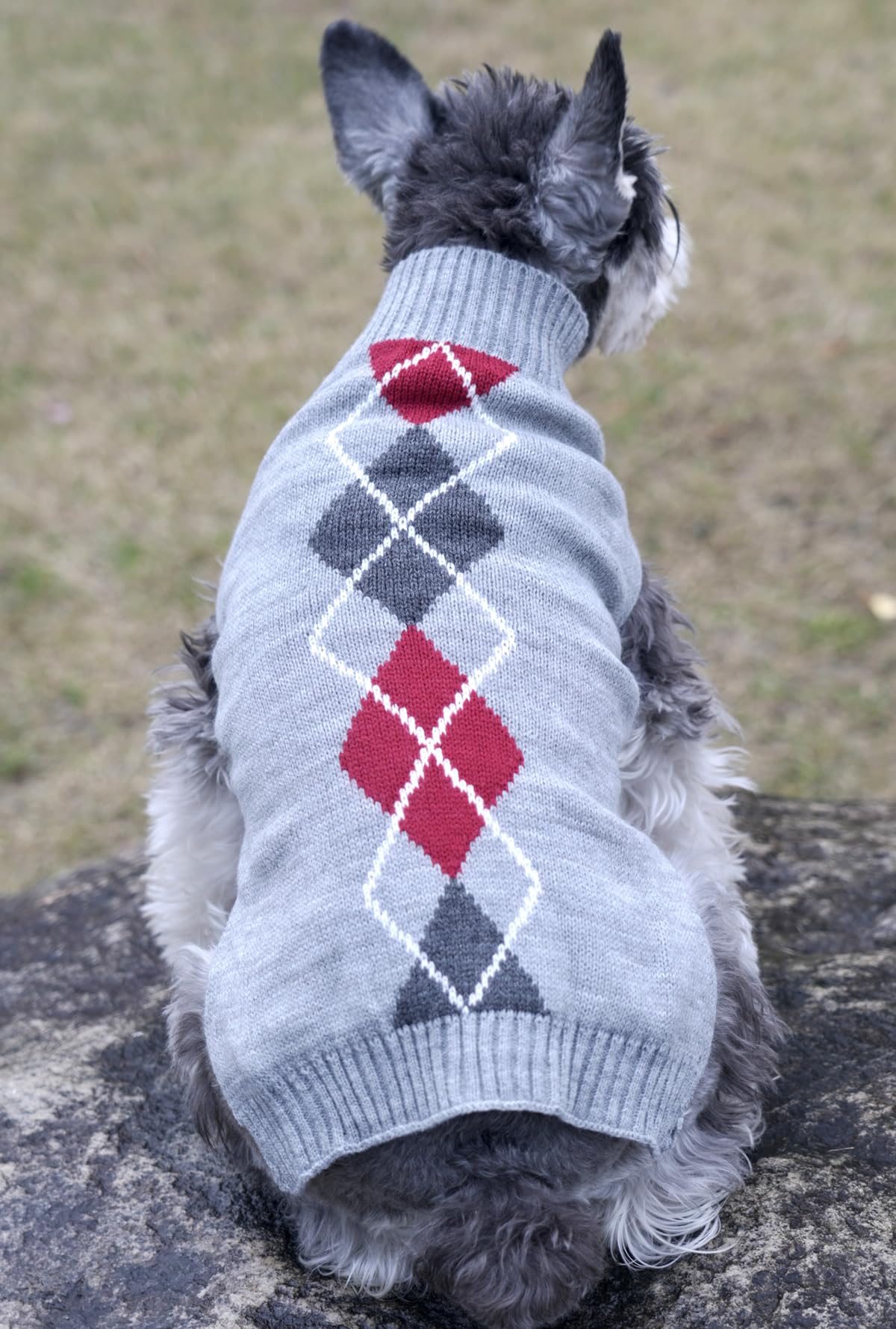 Alemon Grey Argyle Knit Pet Sweater worn outdoors during winter walk for warmth.