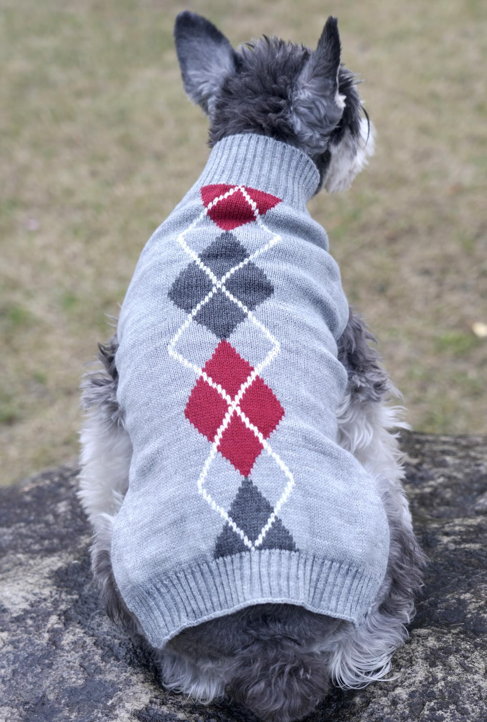 Alemon Grey Argyle Knit Pet Sweater worn outdoors during winter walk for warmth.