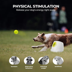All For Paws six balls 2.5 inches ready for durable play.