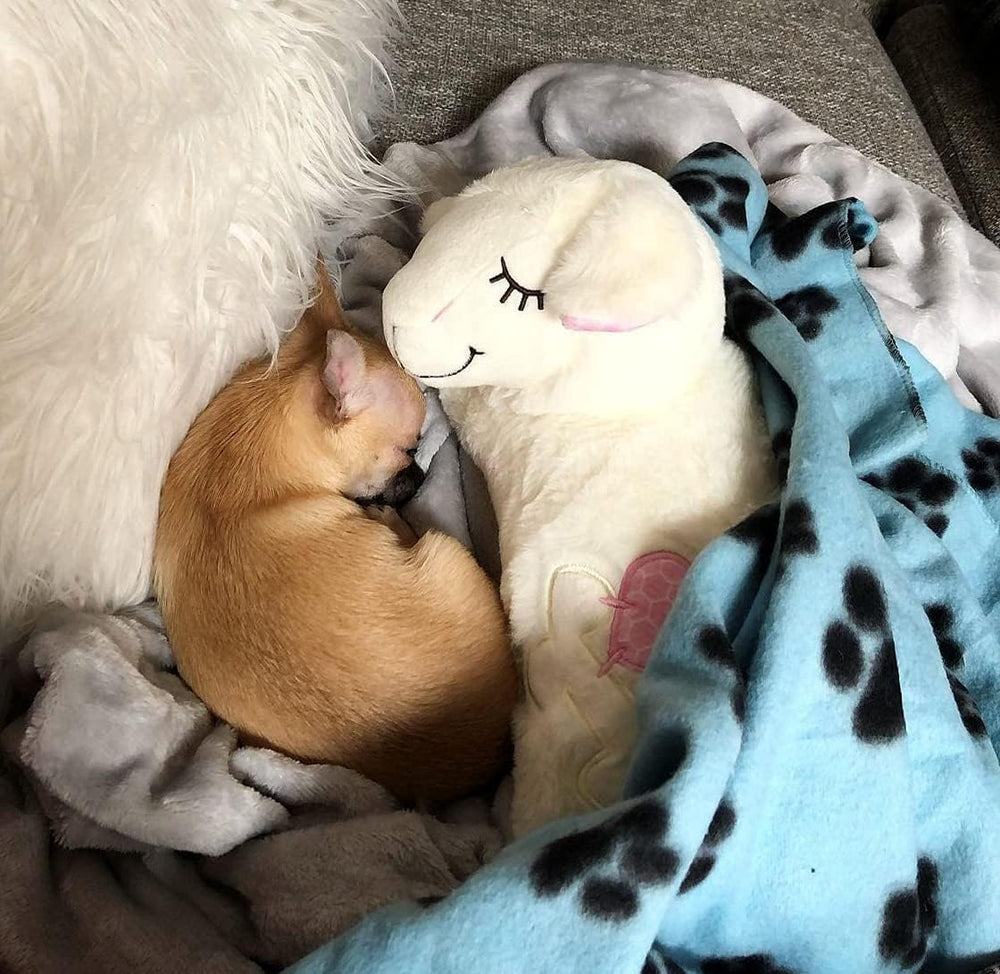 ALL FOR PAWS durable calming toy designed for safe chewing and lasting moments