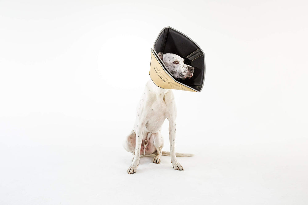 All Four Paws Comfy Cone neck-loops allow threading a collar for secure wear.