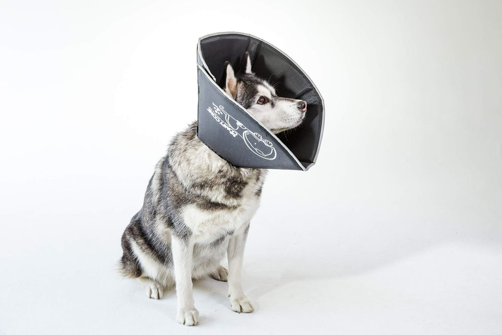 All Four Paws Comfy Cone helps prevent licking while pets stay comfy.