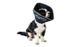 All Four Paws Comfy Cone on a dog, soft recovery support after surgery.