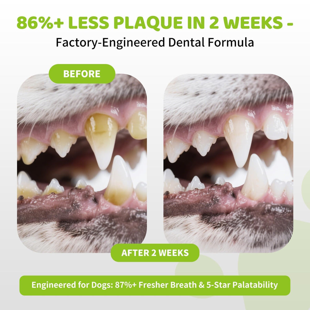Aloevia powder mixed with dog food for effortless oral care during meals.