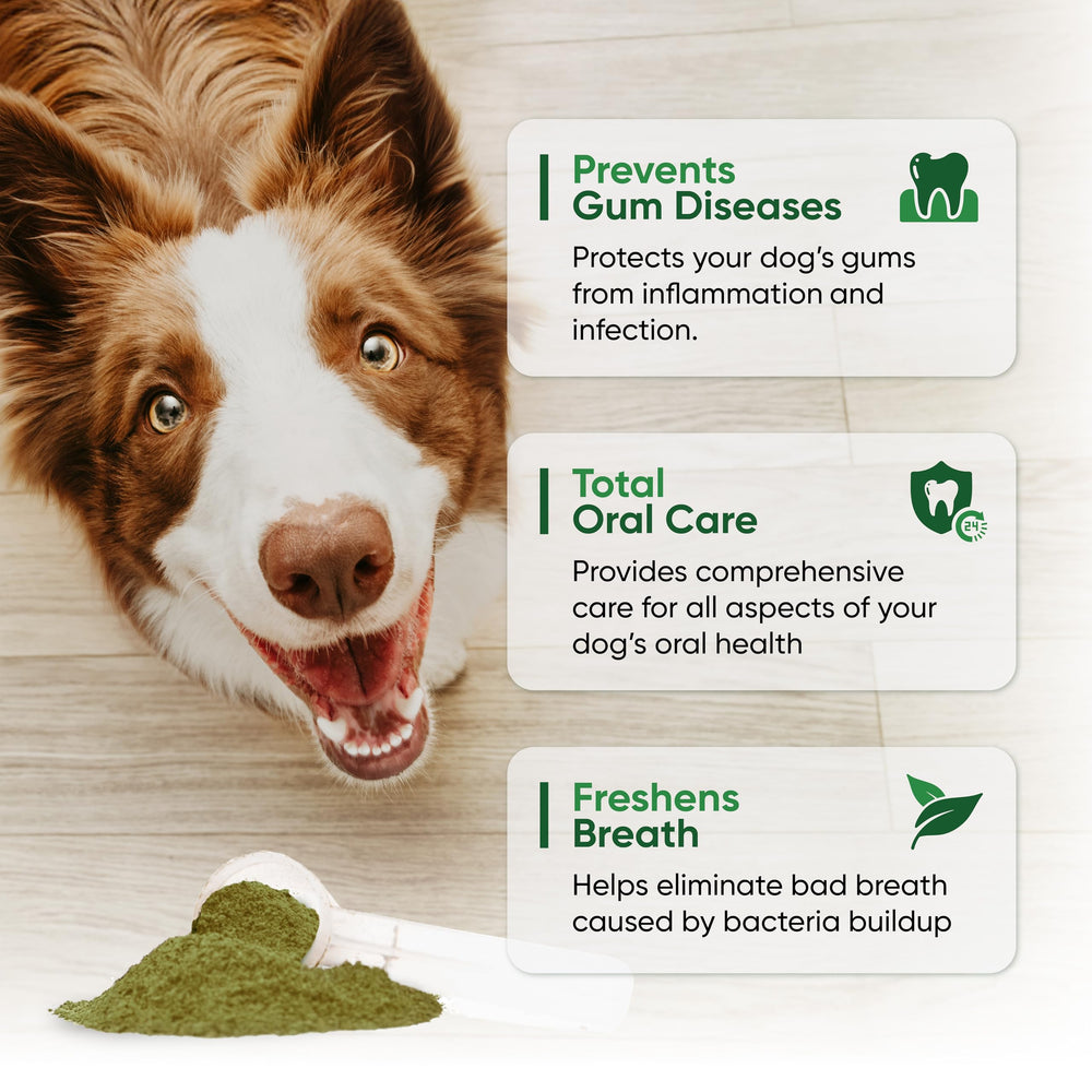 Alpha Dog Nutrition close-up shows dental powder texture and easy-to-dispense formula