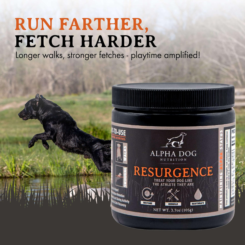 Alpha Dog Nutrition Resurgence dog hydration scene during playtime