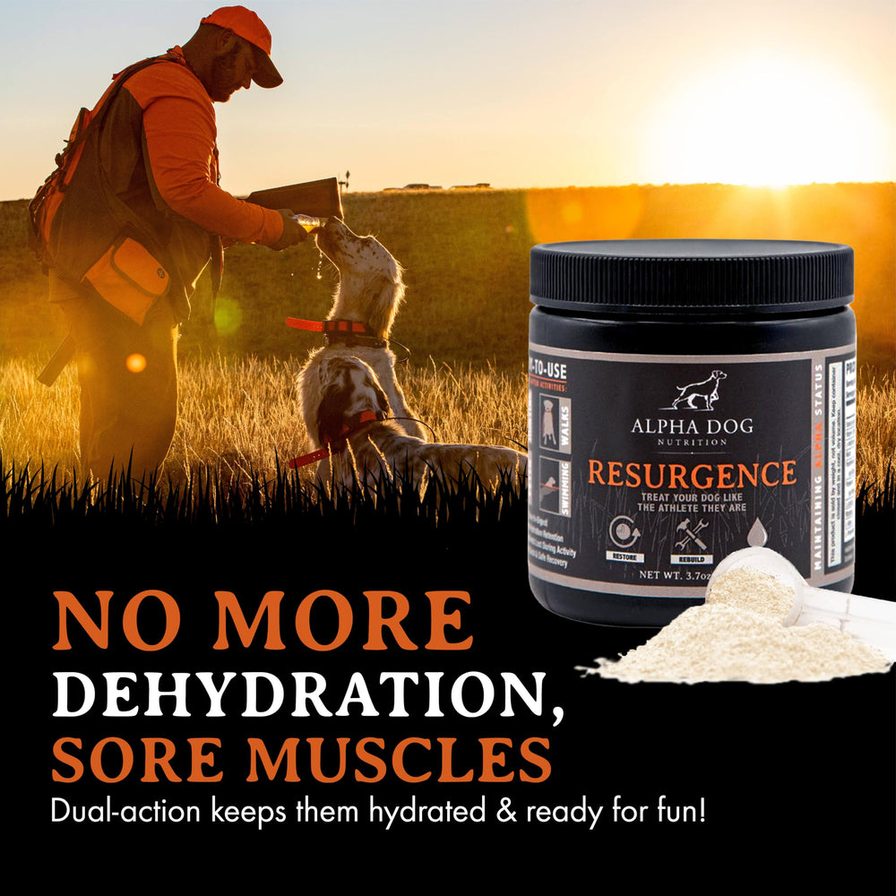 Alpha Dog Nutrition Resurgence recovery moment after activity