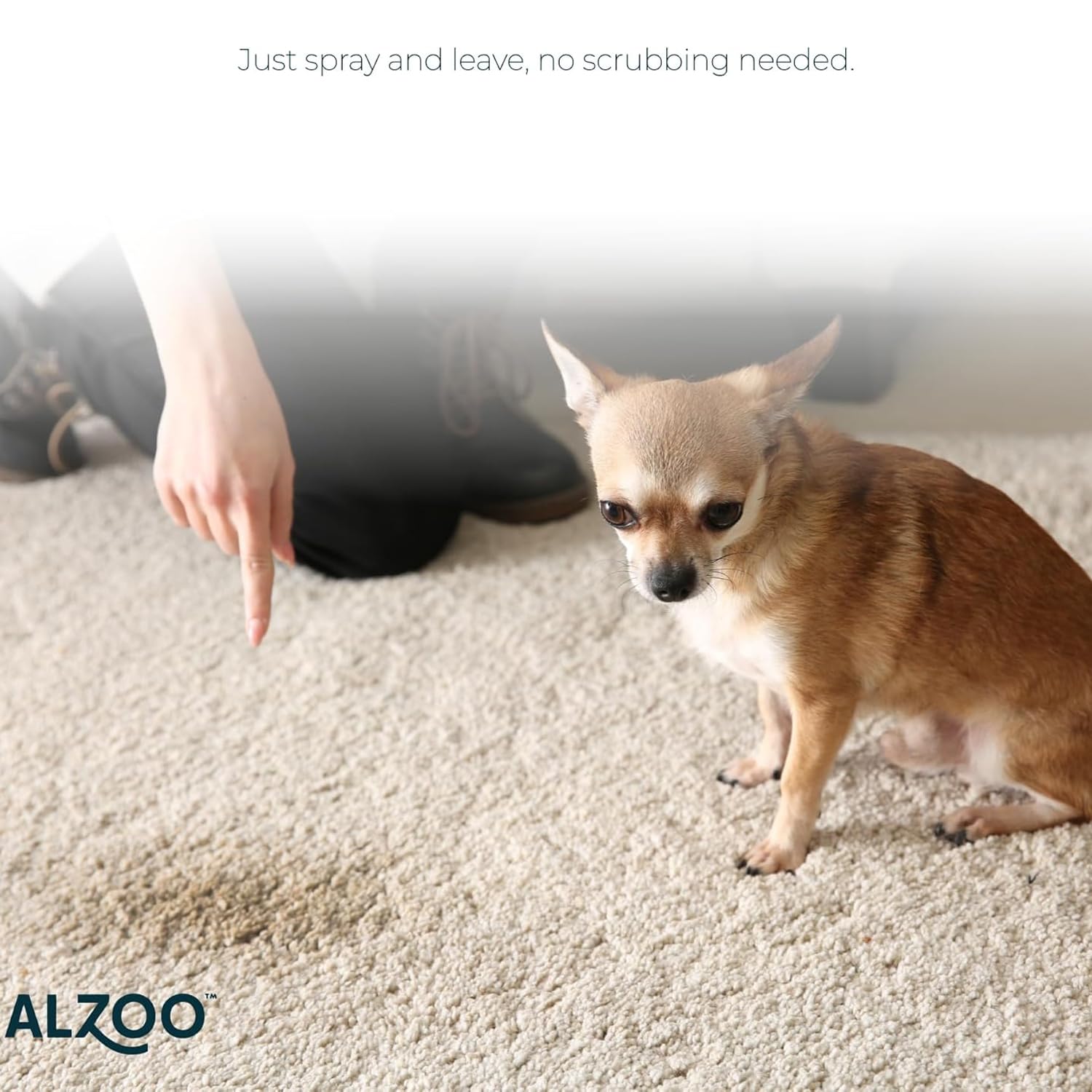 Applying ALZOO on carpet demonstrates stain lift and odor neutralization without scrubbing.