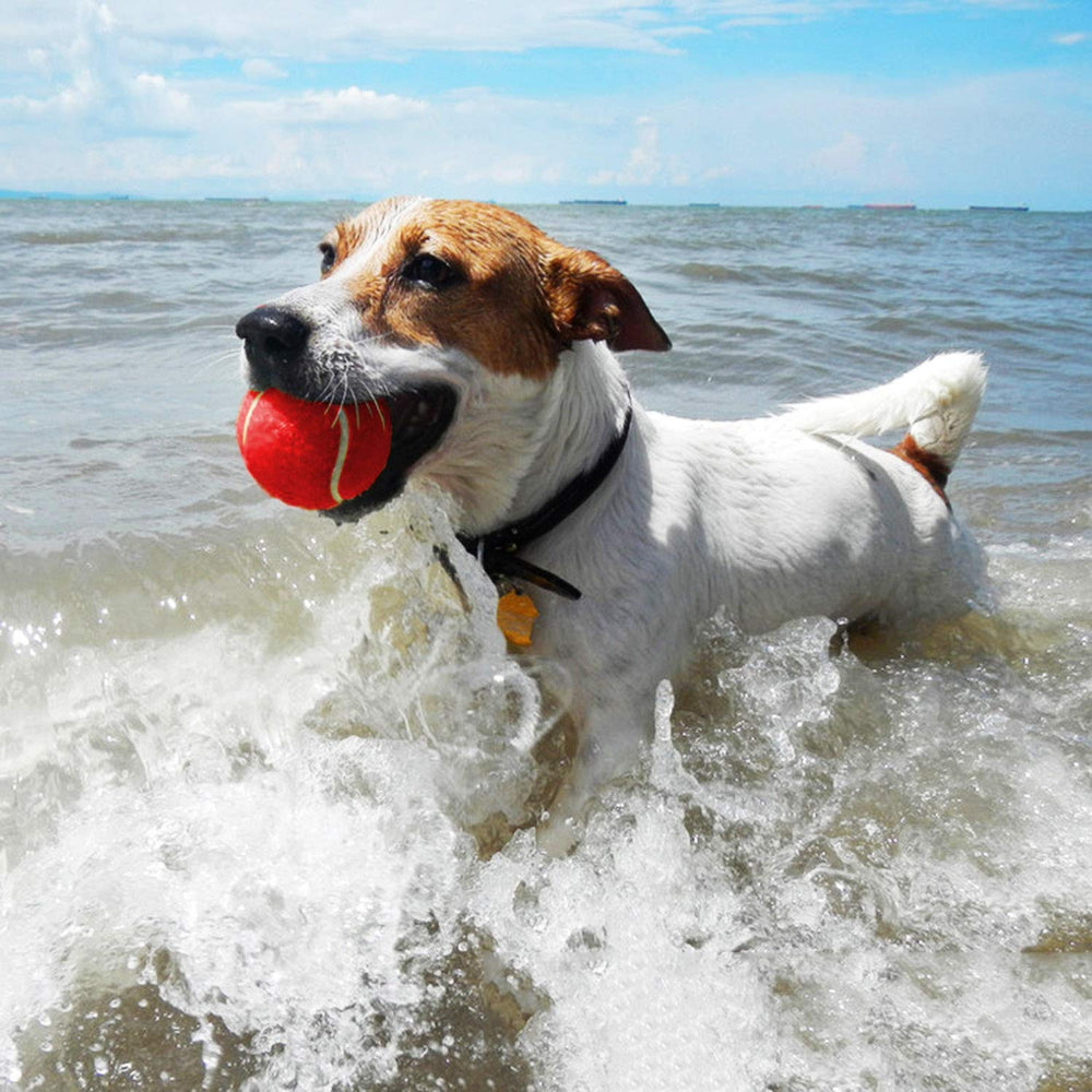 AMA SPORT-tennis-balls-dogs-puppy-training assist fetch drills and obedience routines.