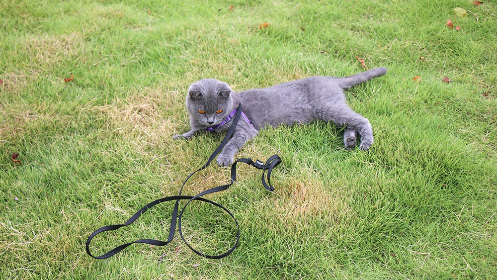 AMAGOOD leash easy-on hook demonstrates quick secure attachment to collars or harnesses