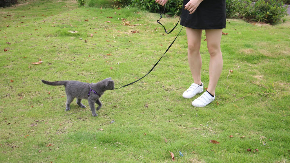 AMAGOOD leash water-resistant lightweight profile resists wear and dries quickly after outdoor play