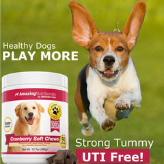 Amazing Cranberry for Dogs dog happily chewing for tasty daily urinary support.