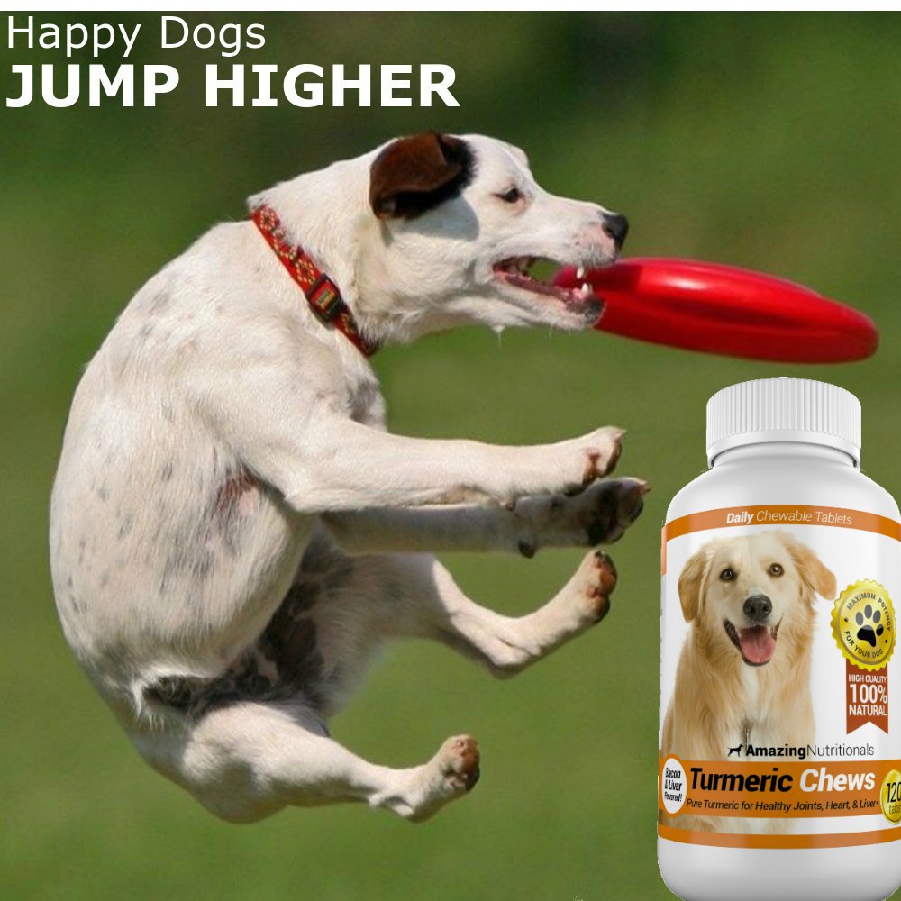 Amazing Nutritionals Amazing Turmeric for Dogs dog enjoying chew during daily routine for joint comfort