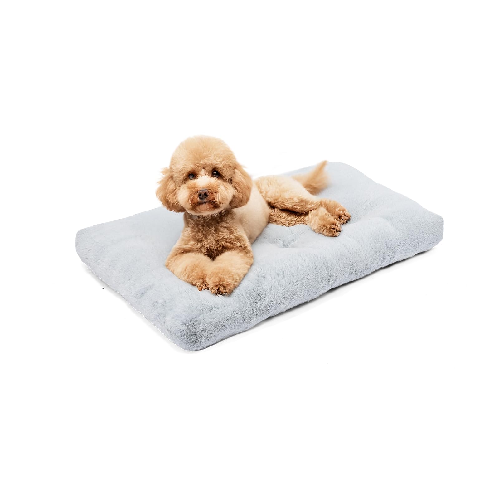 Amazon Basics small dog bed crate fit demonstrates secure crate resting spot