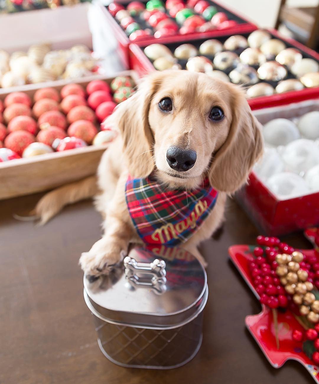 Amici Pet Chance 52-ounce storage with gasket lid keeps treats fresh and accessible.