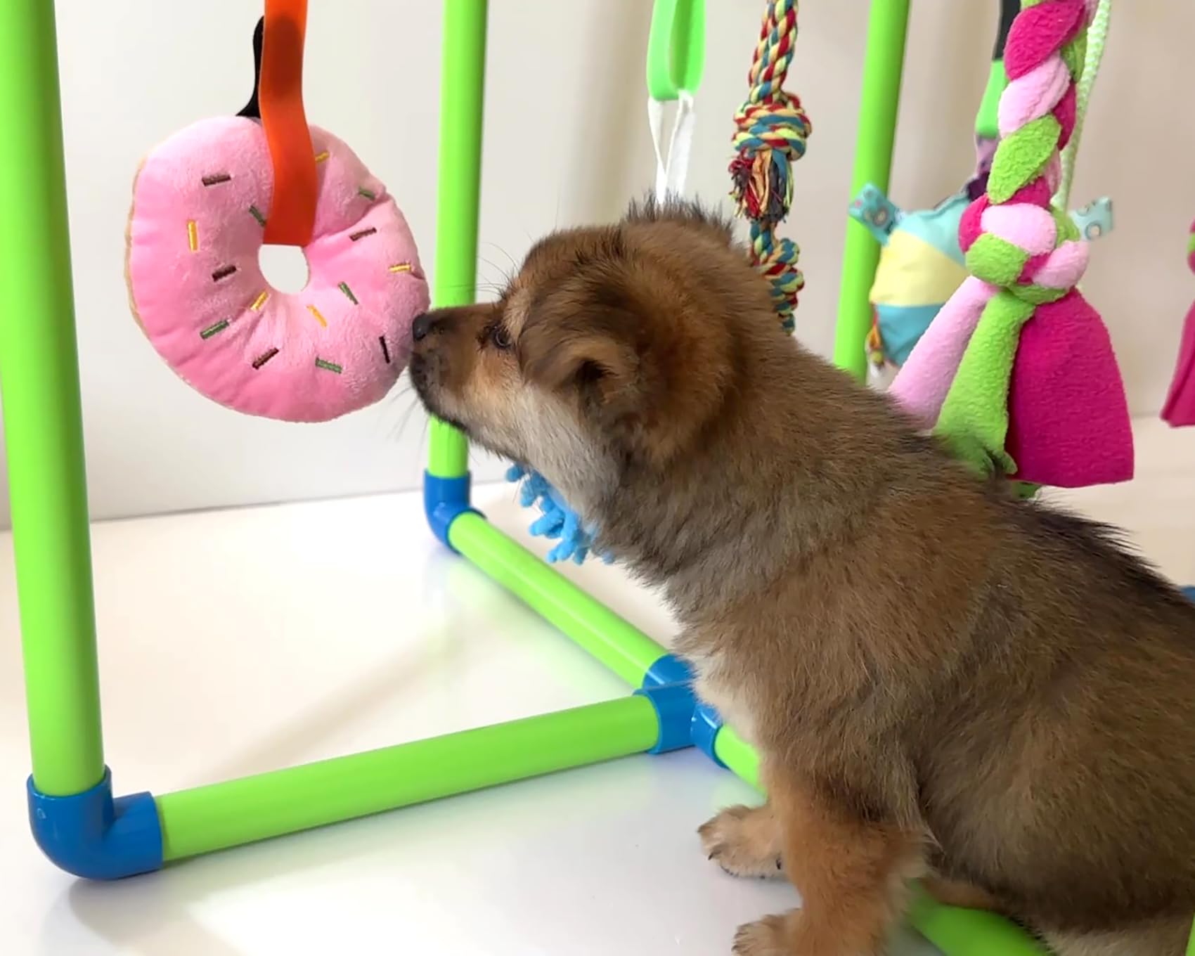 Amlmpet Puppy Play Gym setup image showing tool-free assembly for quick play.