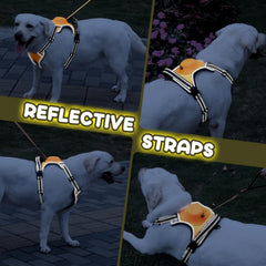 AMORONE large dog harness with auto-lock feature in action for secure control.
