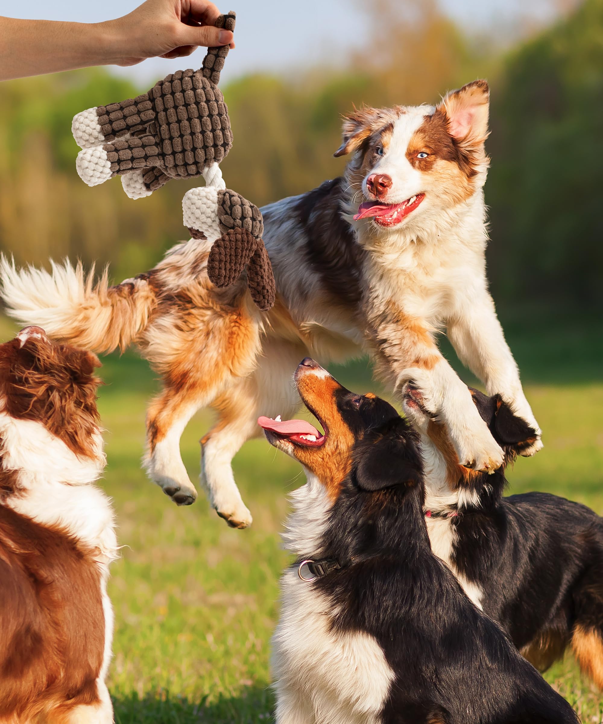 AmorousCat playtime with dog demonstrating active play enrichment