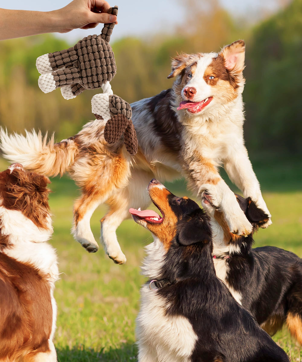 AmorousCat playtime with dog demonstrating active play enrichment