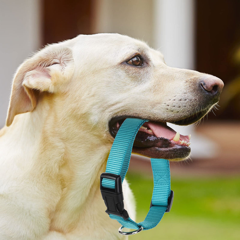 Amylove quick-release buckle dog collar easy on and off during busy mornings