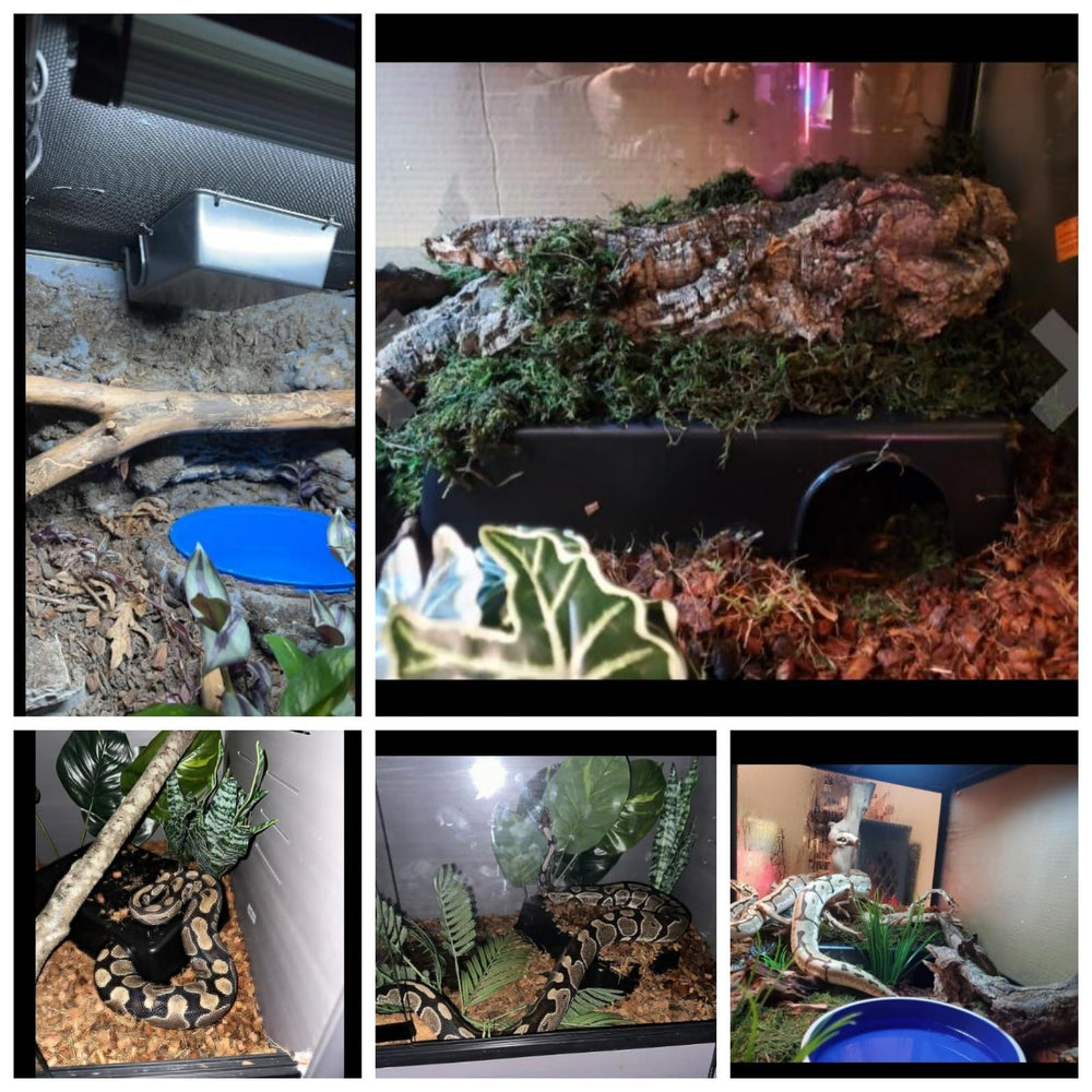 Amypet ball python hide with easy-clean surface for quick maintenance