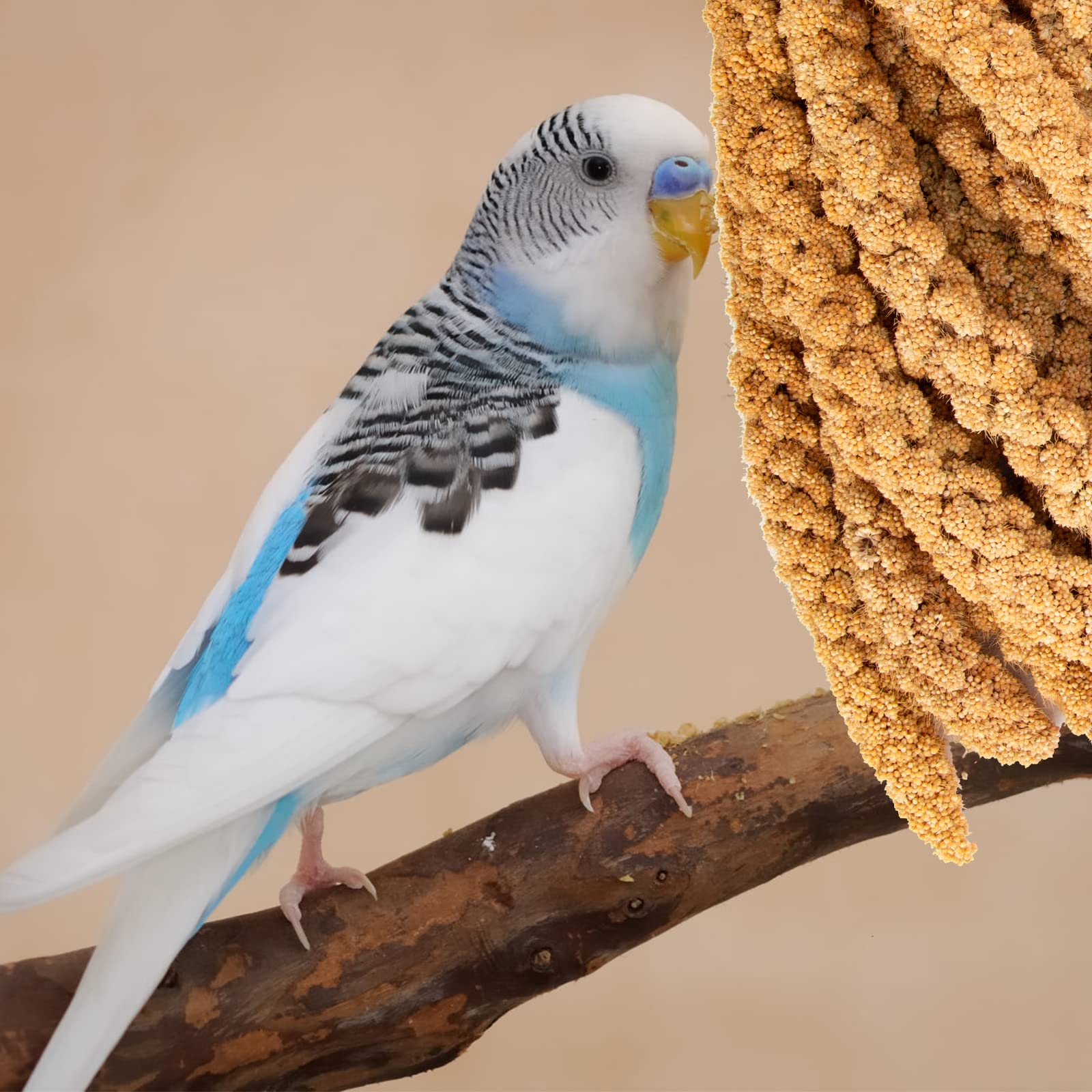 Amzey hanging millet feeder visuals highlight easy feeding at perch