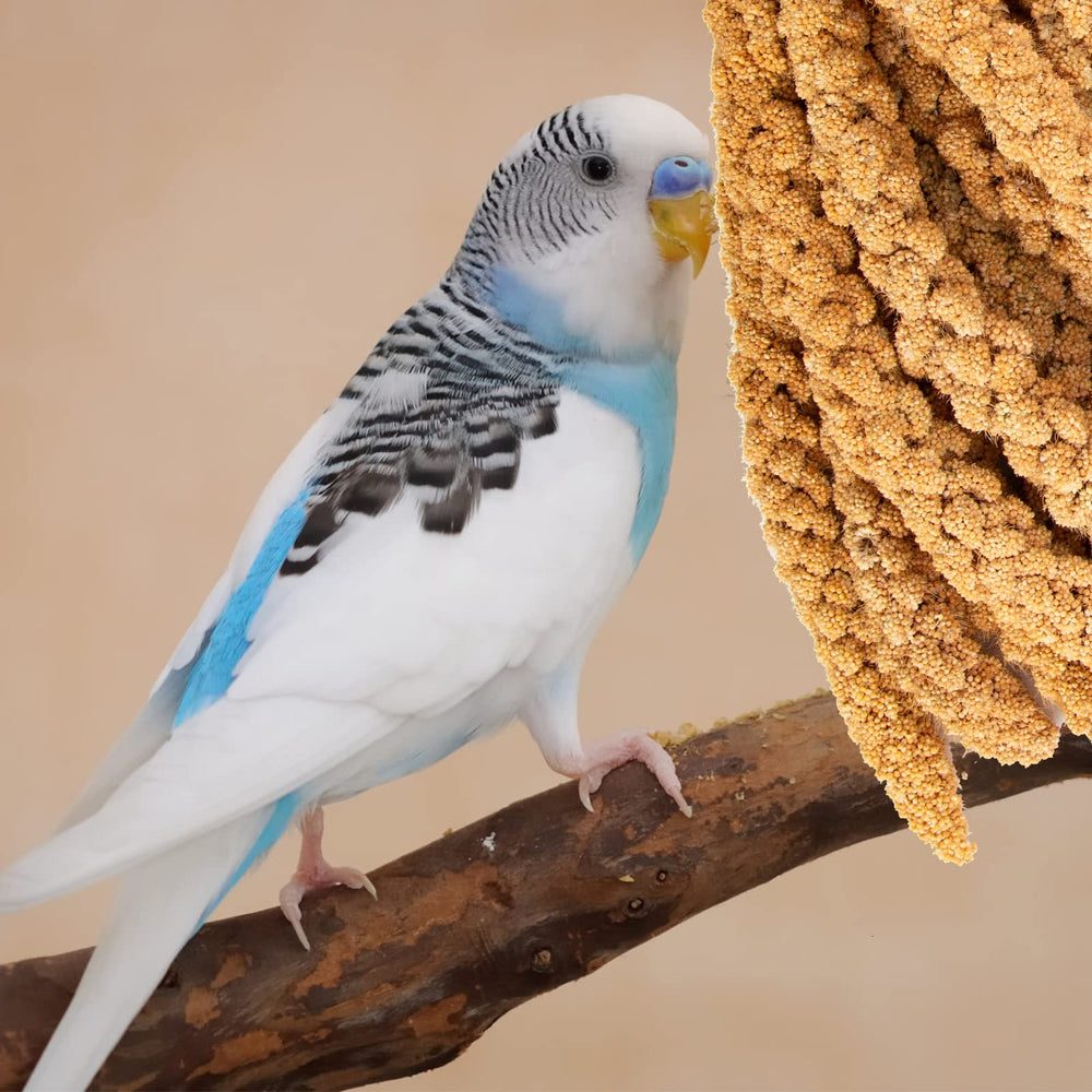 Amzey hanging millet feeder visuals highlight easy feeding at perch