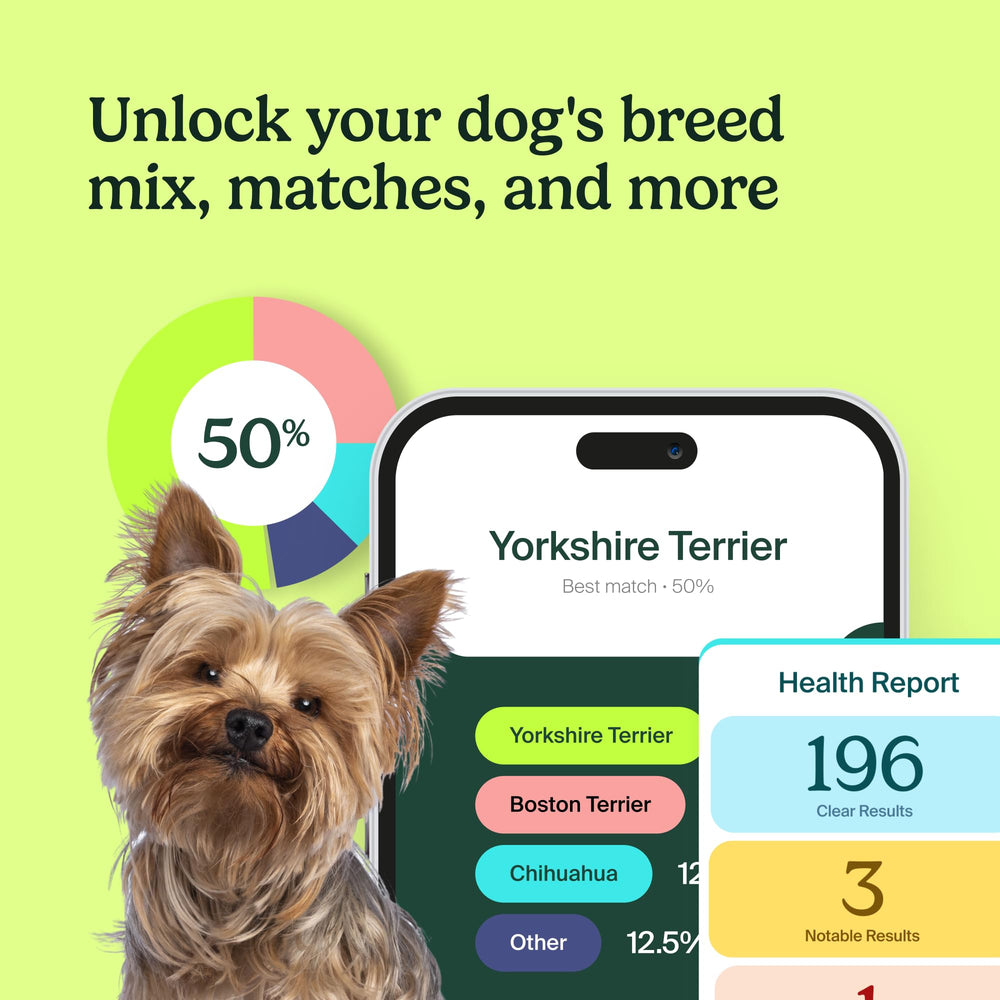 AncestryDNA dog DNA behavioral traits highlight inherited quirks for training and enrichment.