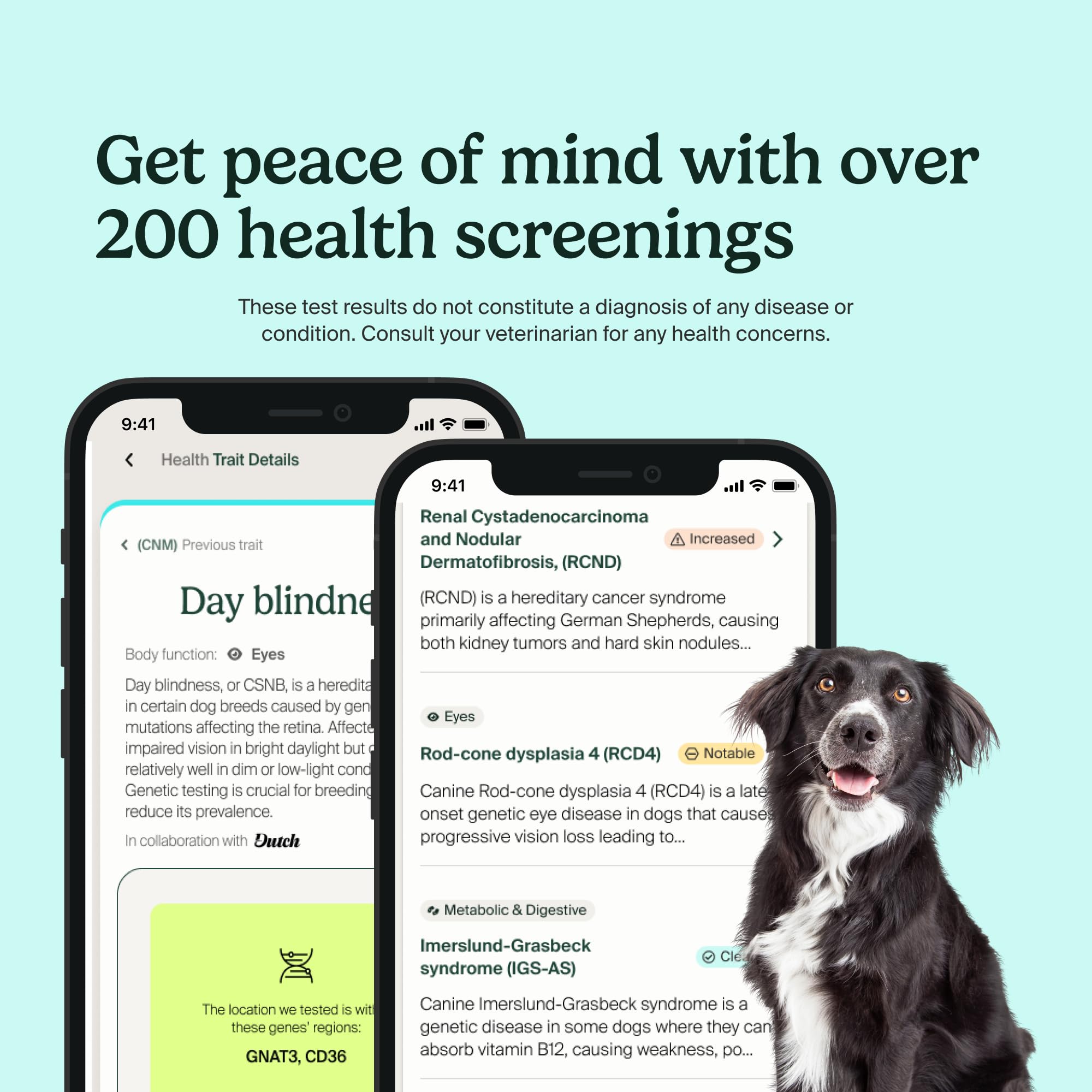 AncestryDNA dog DNA breed composition reveals heritage and potential traits for care planning.