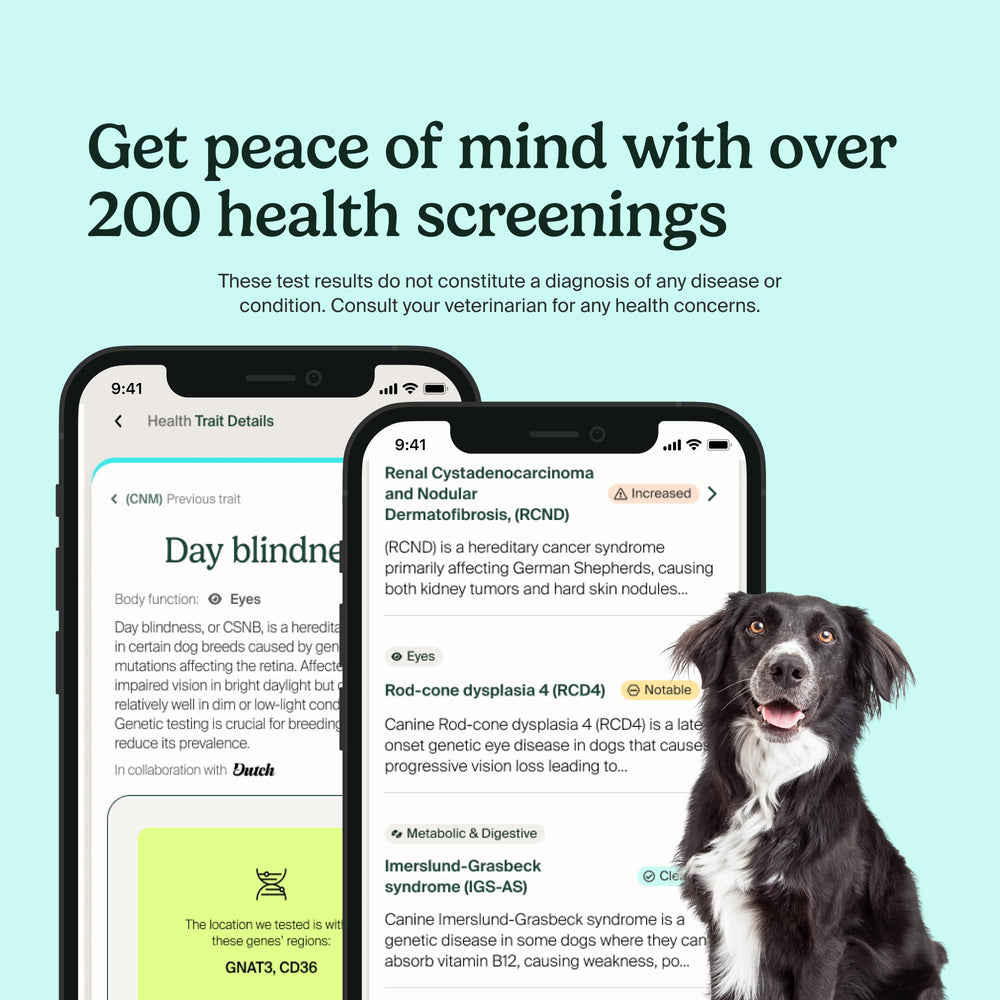 AncestryDNA dog DNA breed composition reveals heritage and potential traits for care planning.