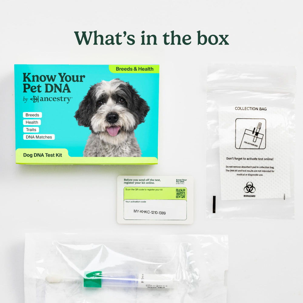 AncestryDNA dog DNA health screenings flag risk markers for proactive wellness planning.