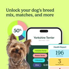 AncestryDNA Dog DNA Test breed-identification image highlights breed mix from the 400-breed panel.