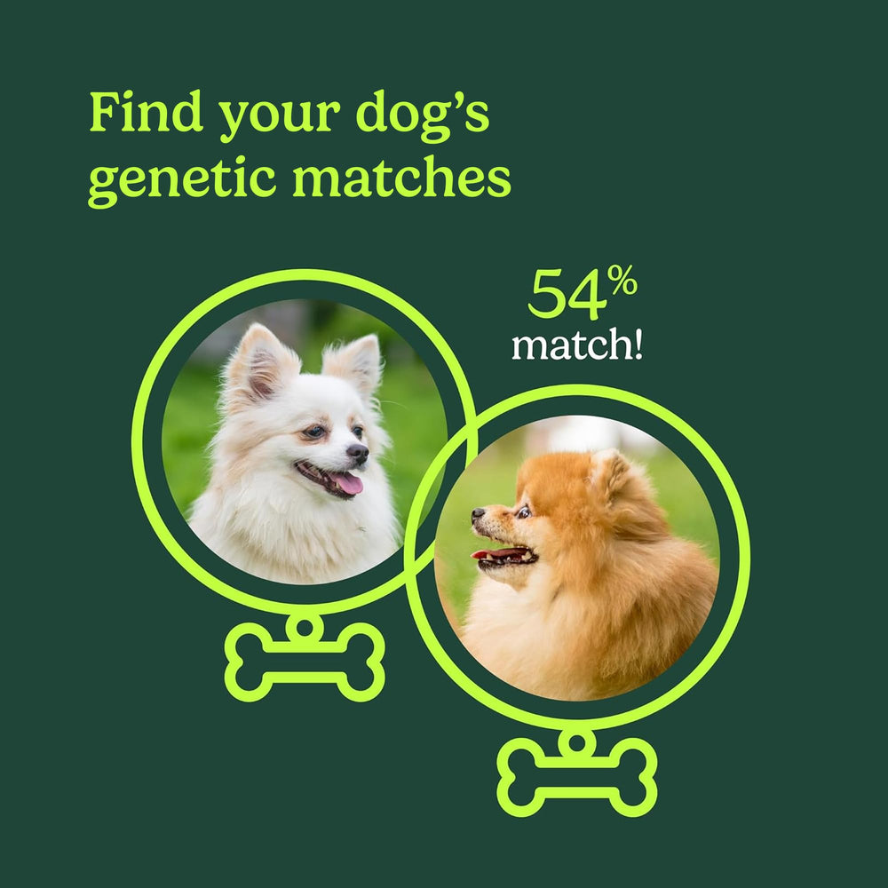 AncestryDNA Dog DNA Test heritage-panel image reveals breed origins and ancestry context.