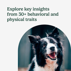 AncestryDNA Dog DNA Test trait-insights image emphasizes inherited behaviors and quirks.