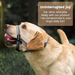 ANDA no-pull headcollar in action on walks offers safer, controlled movements.