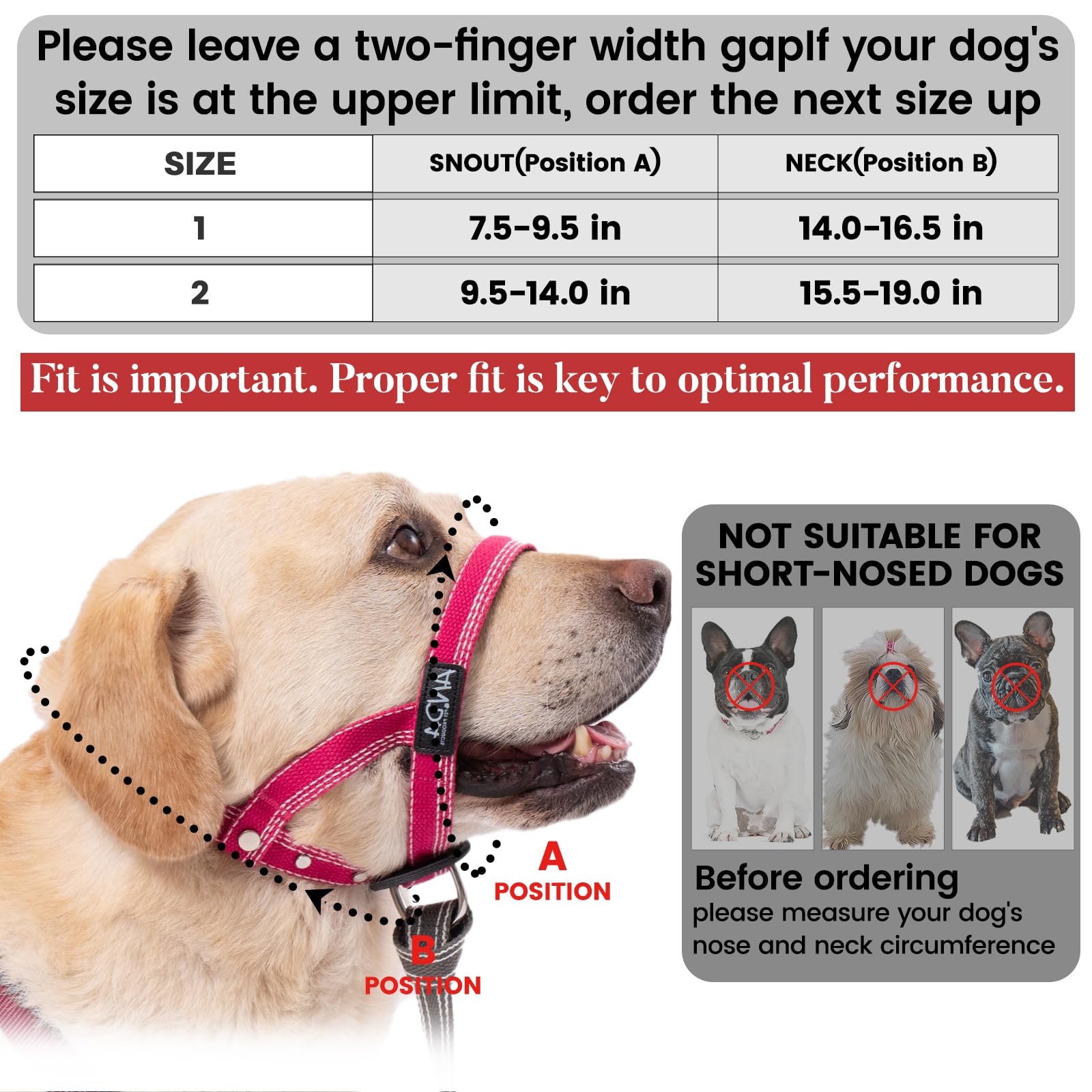 ANDA Gentle Leader on leash during outing demonstrates safety and control