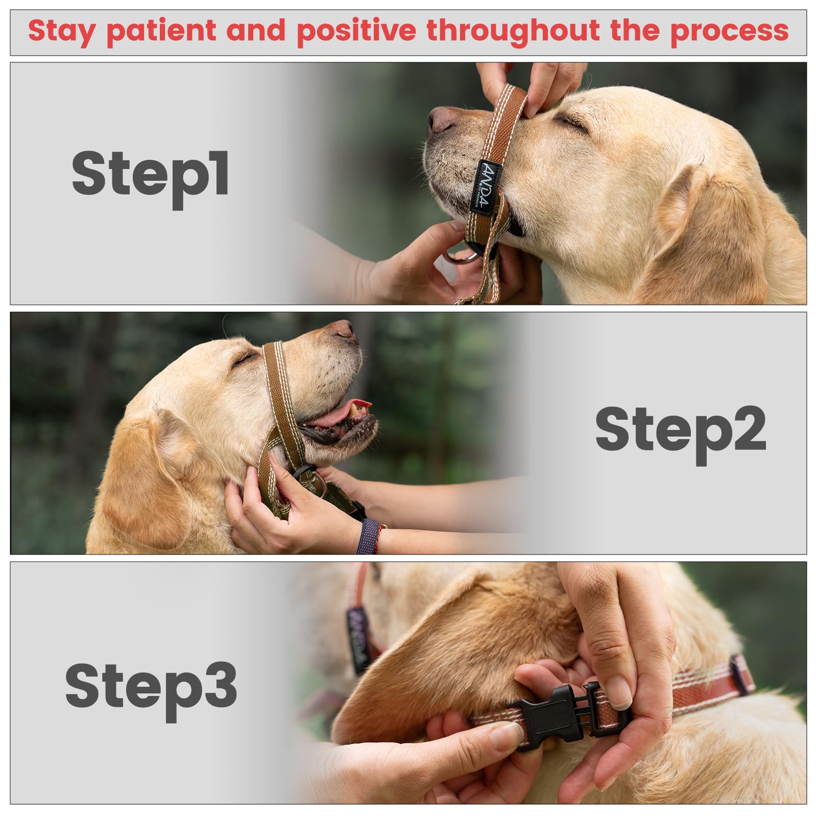 ANDA Ultra-Light No-Pull headcollar training-use scenario demonstrates safer, controlled daily exercise