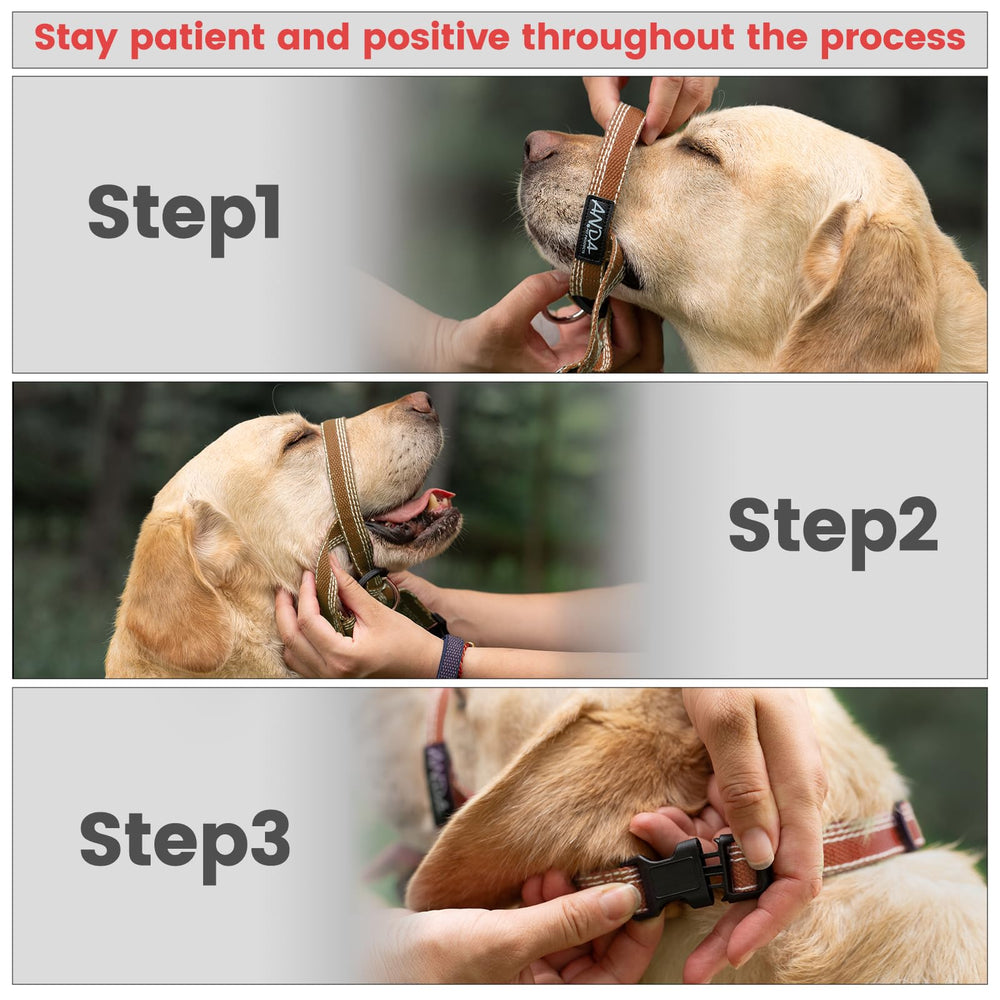 ANDA Ultra-Light No-Pull headcollar training-use scenario demonstrates safer, controlled daily exercise