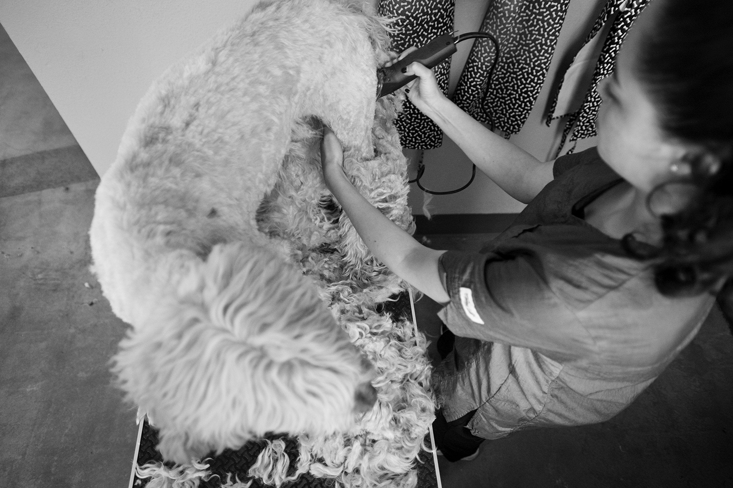 Andis clipper with 14-foot cord in use for mobility around pets and equipment.