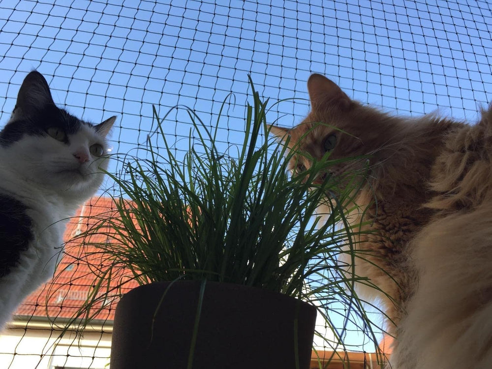 AnExer cat balcony net cuttable to fit stairs or windows.